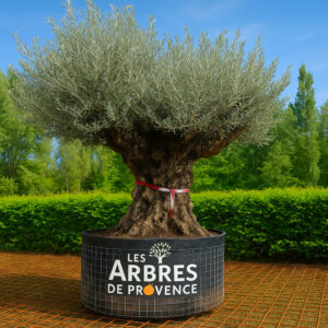 les-arbres-de-provence-pas-cher