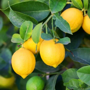 Citronnier-des-4-saisons-Citrus-limon-pas-cher