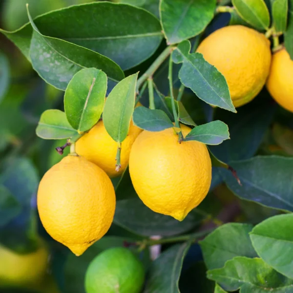 Citronnier-des-4-saisons-Citrus-limon-pas-cher