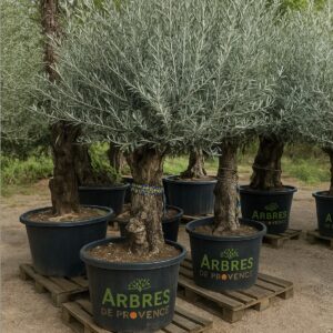 arbres-de-jardin-pas-cher