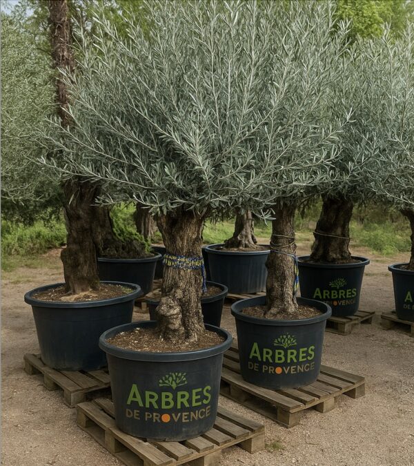 arbres-de-jardin-pas-cher