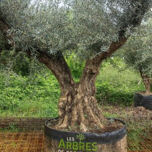arbres-pas-cher-vaucluse