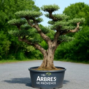 les-arbres-de-provence-olivier-plateau