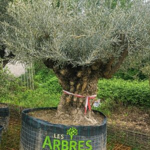 olivier-bonsai-pas-cher