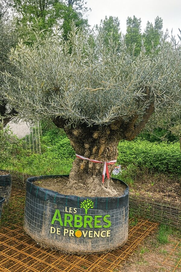olivier-bonsai-pas-cher