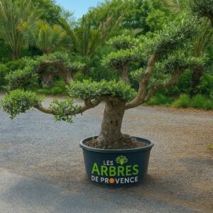 olivier-plateau-les-arbres-de-provence