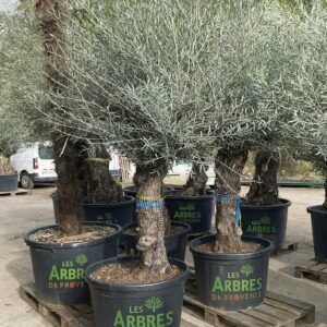 oliviers-bonsai-pas-cher-a-bollene