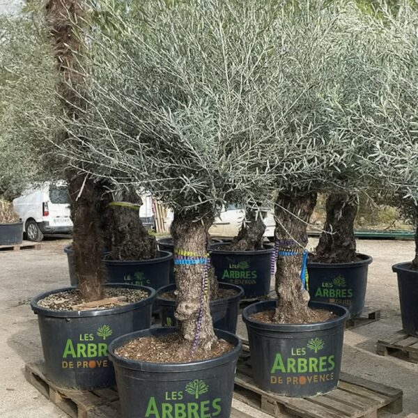 oliviers-bonsai-pas-cher-a-bollene