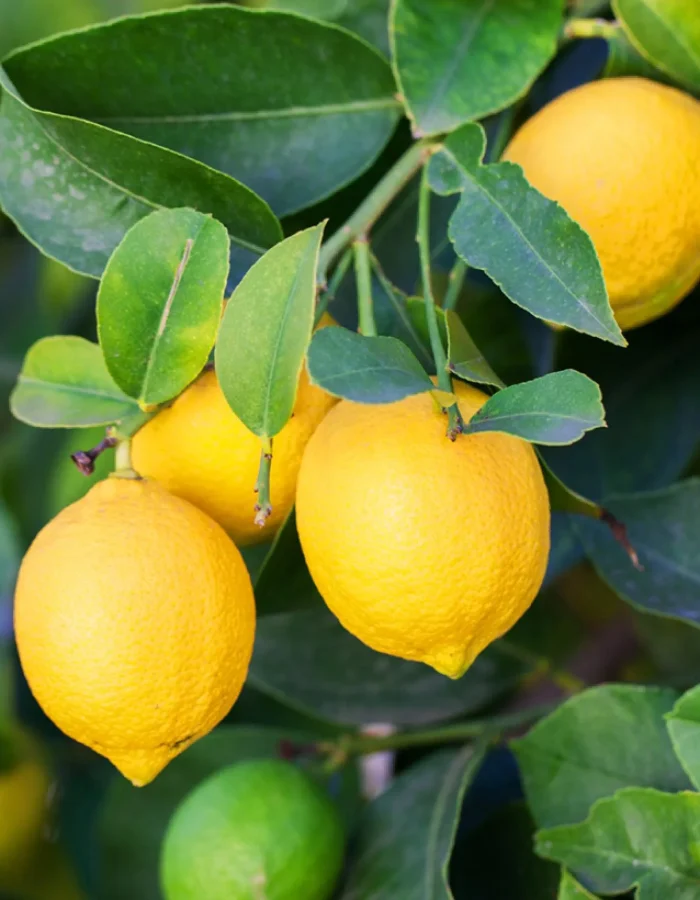 Citronnier – C50-35L