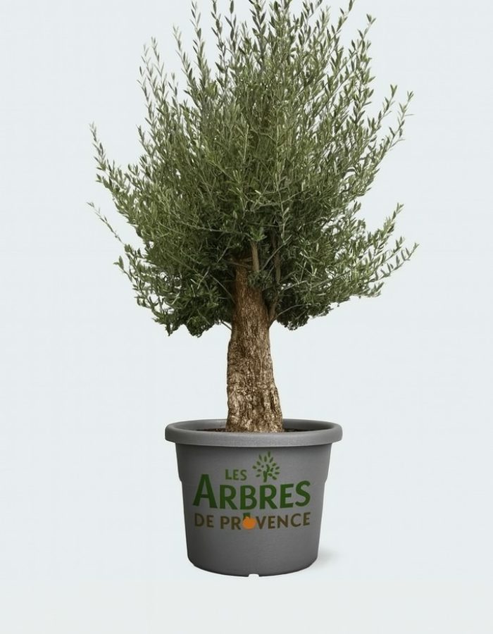 Olivier BONSAI – 100/120 POT