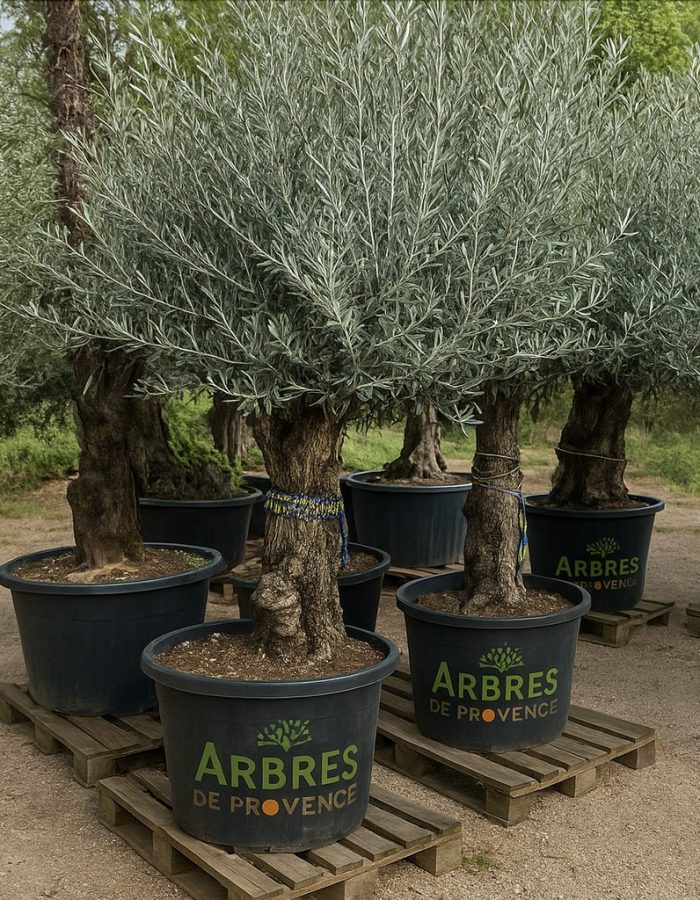 Olivier BONSAI – 140/160