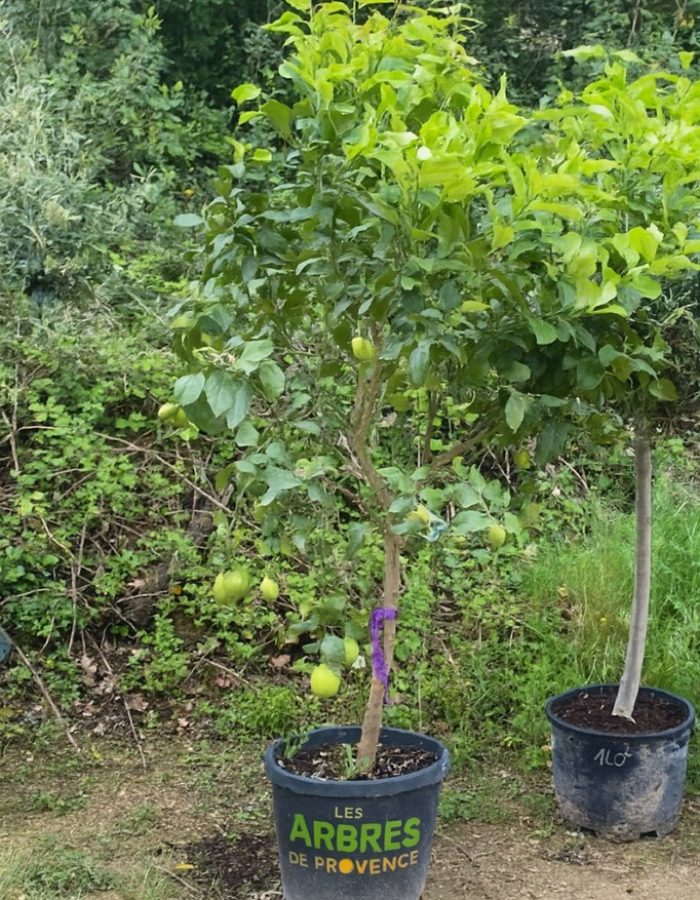 Citronnier Lime INV – C40-25L