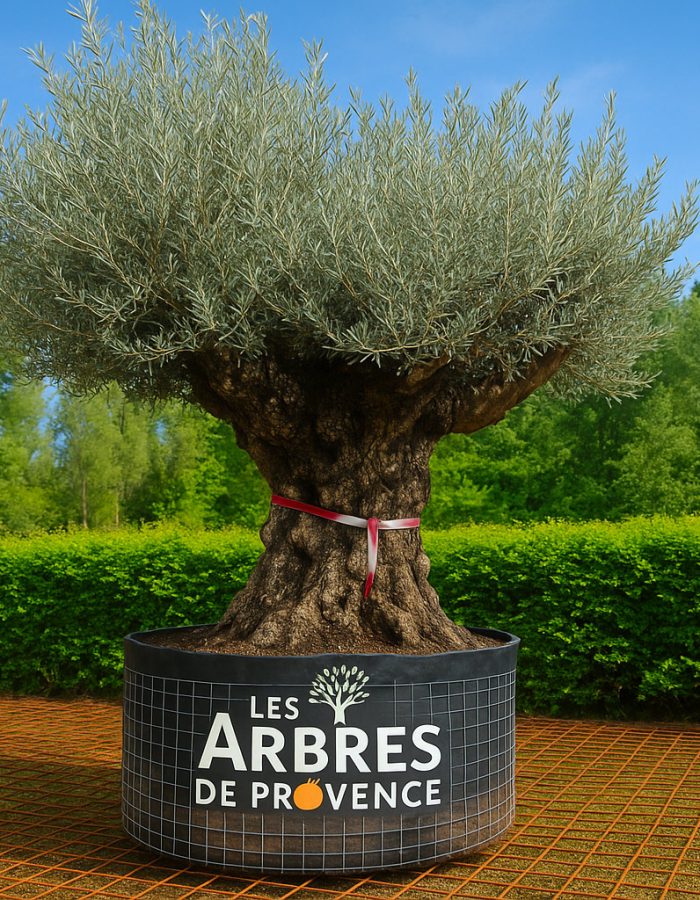 Olivier Maxi BONSAI – 225/250