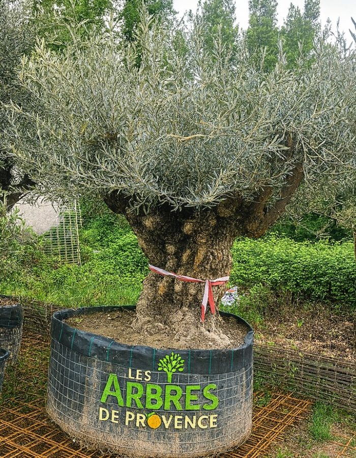 Olivier Maxi BONSAI – 180/200