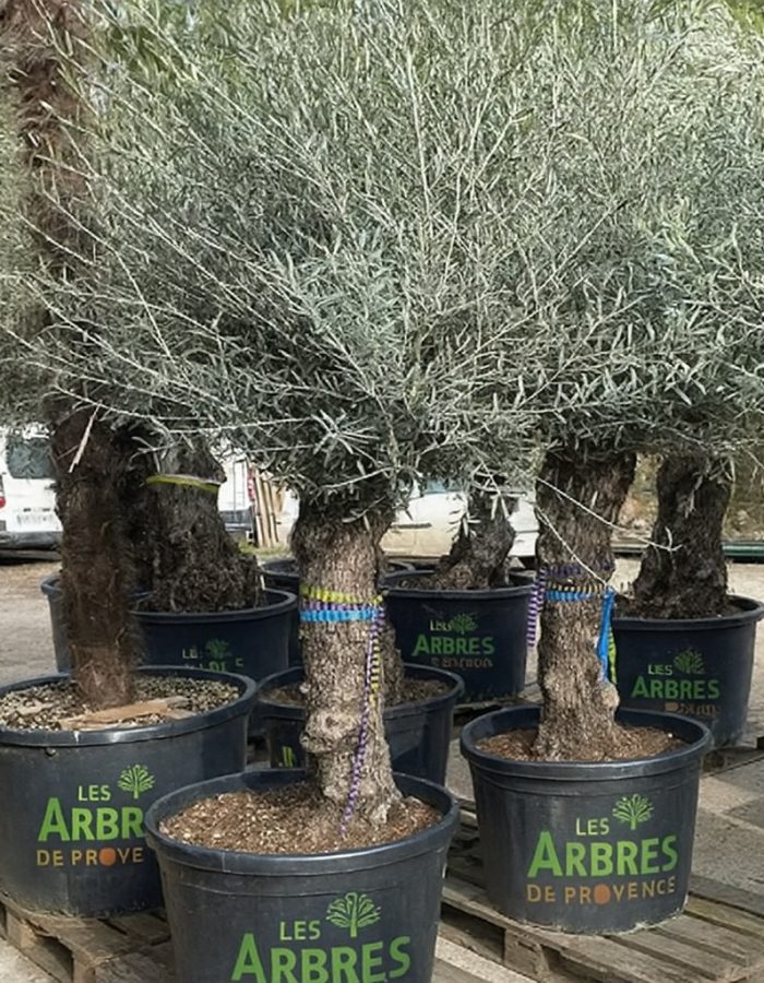 Olivier BONSAI – 80/100 POT